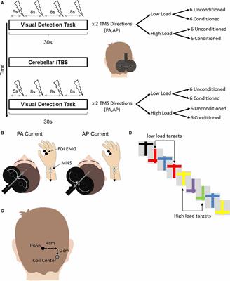 Specific sensorimotor interneuron circuits are sensitive to cerebellar-attention interactions